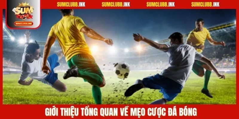 Giới thiệu tổng quan về mẹo cược đá bóng